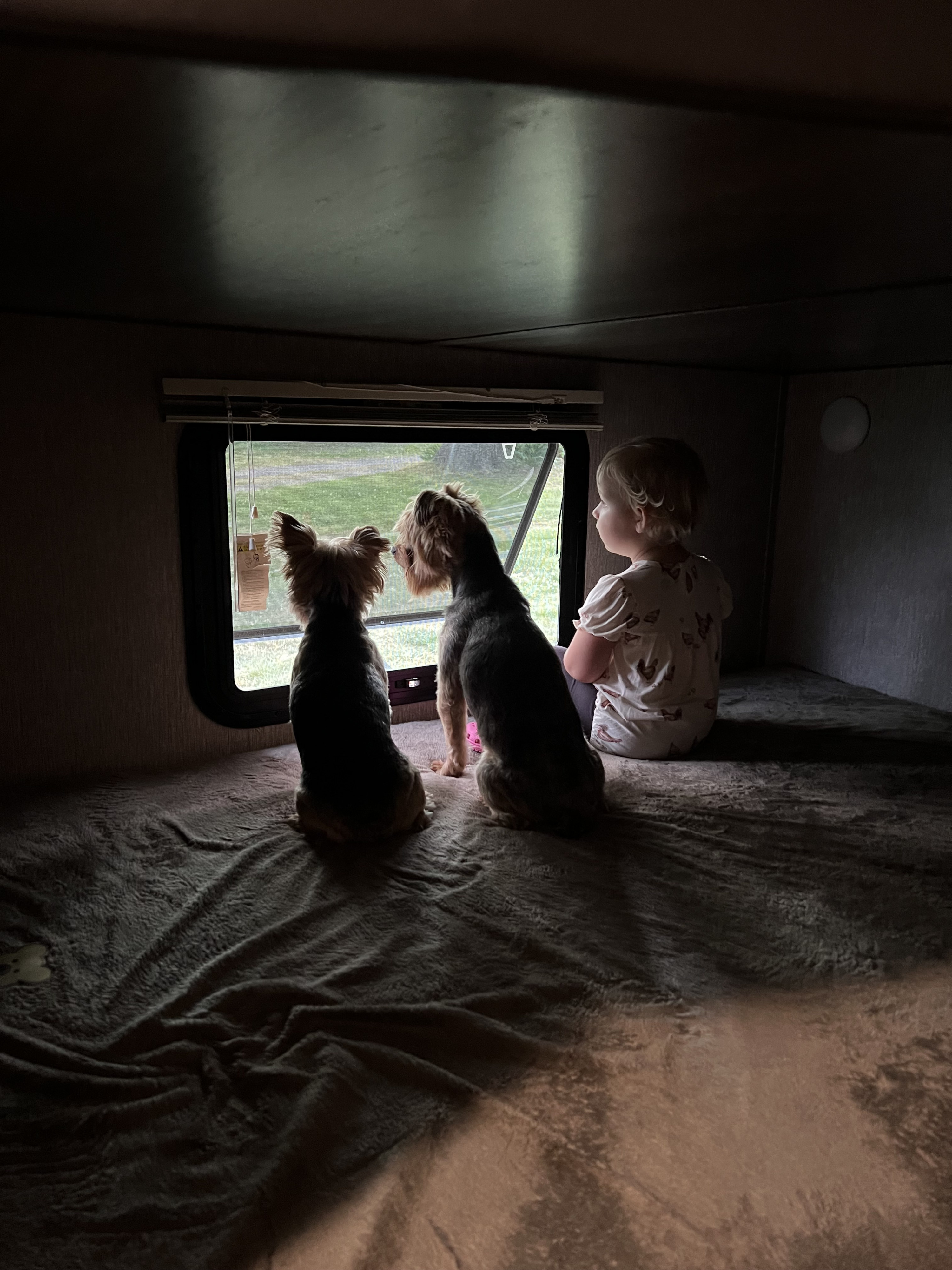 A child and two dogs gaze from an RV rental window, enjoying the view from their cozy bunk.. Coleman 2125bh 2019