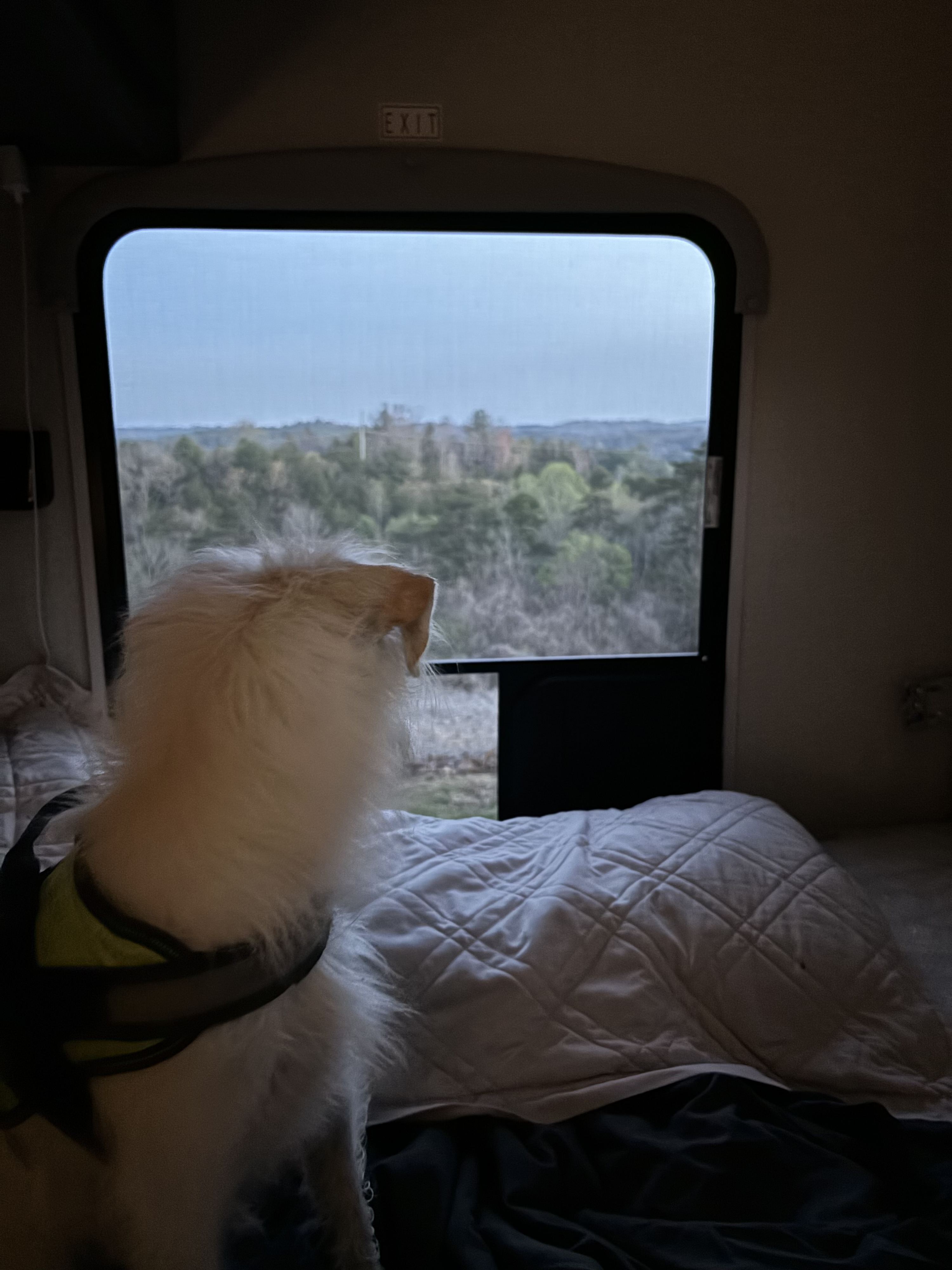 A fluffy dog enjoys the forest view from inside an RV rental. Cozy bed and serene natural landscape outside the window.. 1FDWE3FNXSDD14715 Cross trail 22xgf 2025