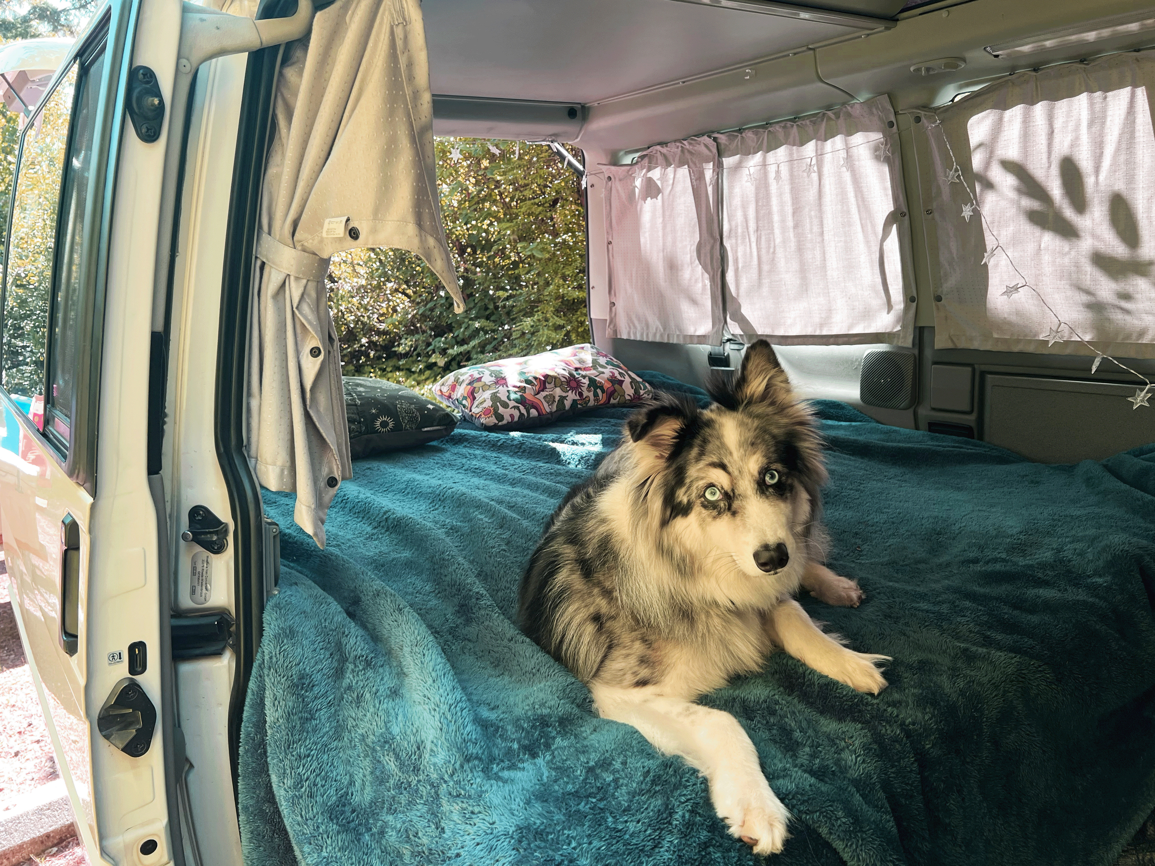 Cozy RV rental interior with a striking-eyed dog on a plush teal blanket, overlooking nature.. Volkswagen T4 Multivan Westfalia 2003