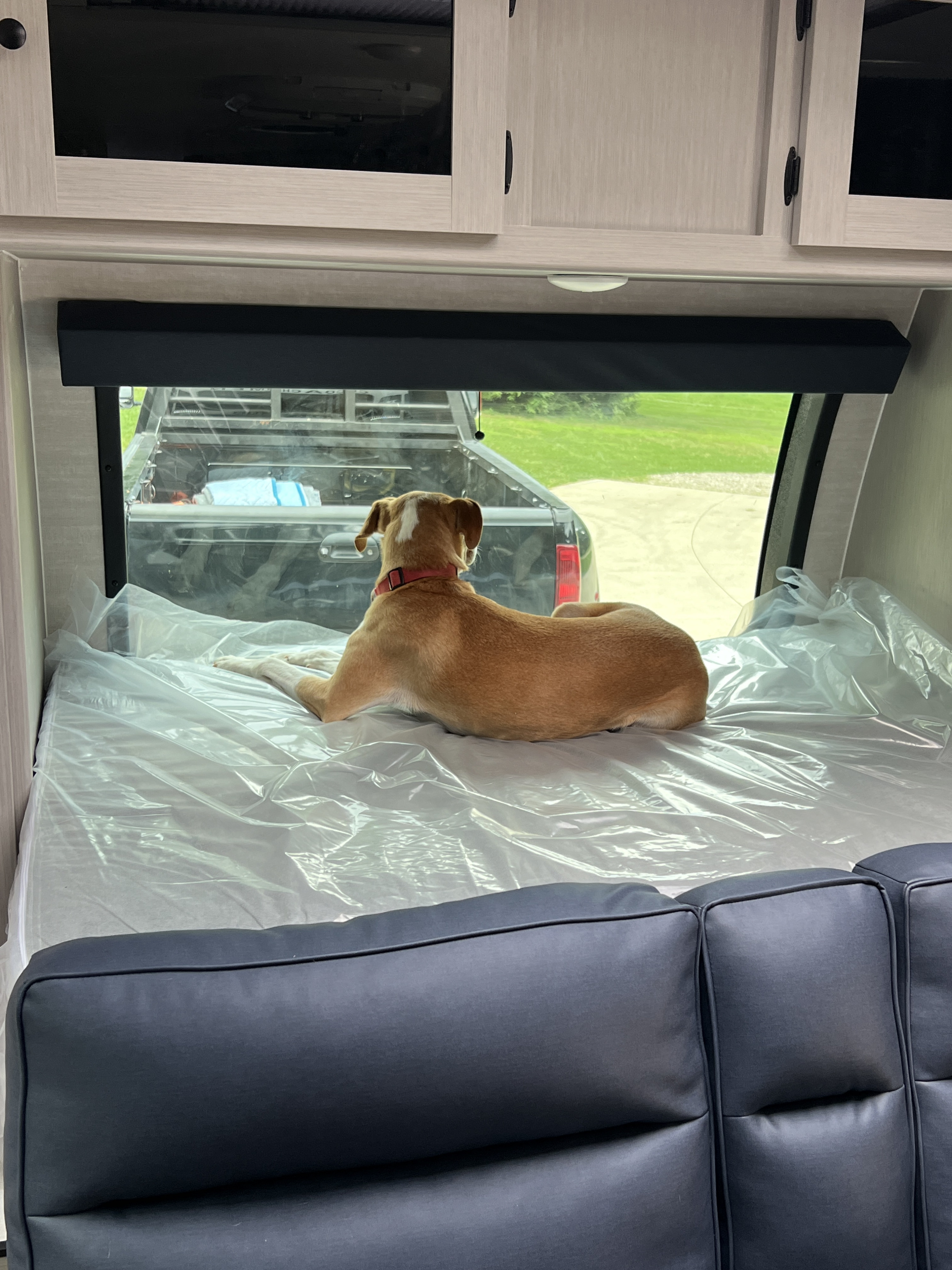 A tan dog relaxes on a plastic-covered bed in an RV rental, looking out the rear window at a truck and green landscape.. Coachmen Apex 2026