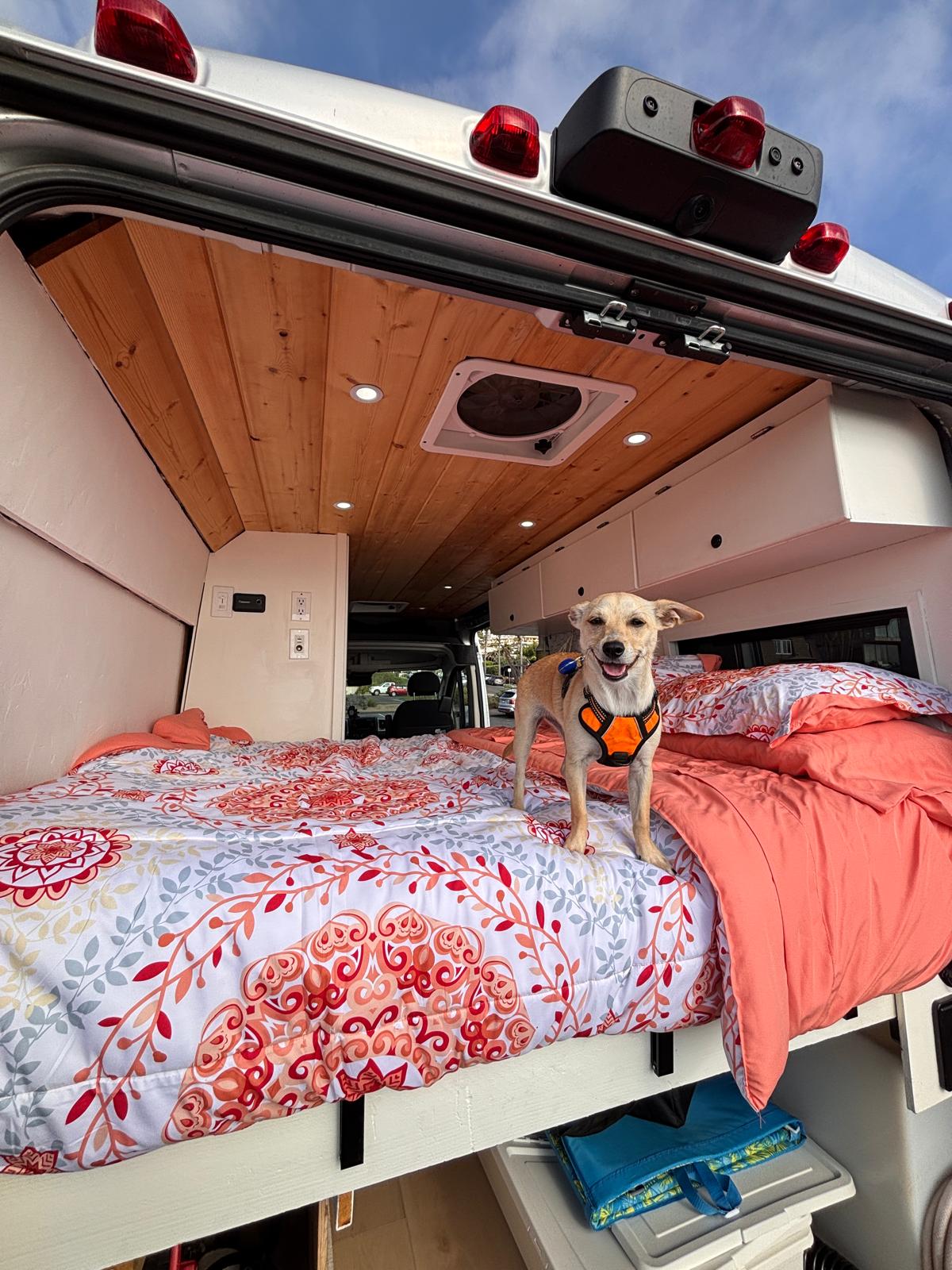 Cozy rv rental interior: A happy dog on a vibrant bed with wooden ceiling & storage in a camper van.. Dodge Ram ProMaster 2021