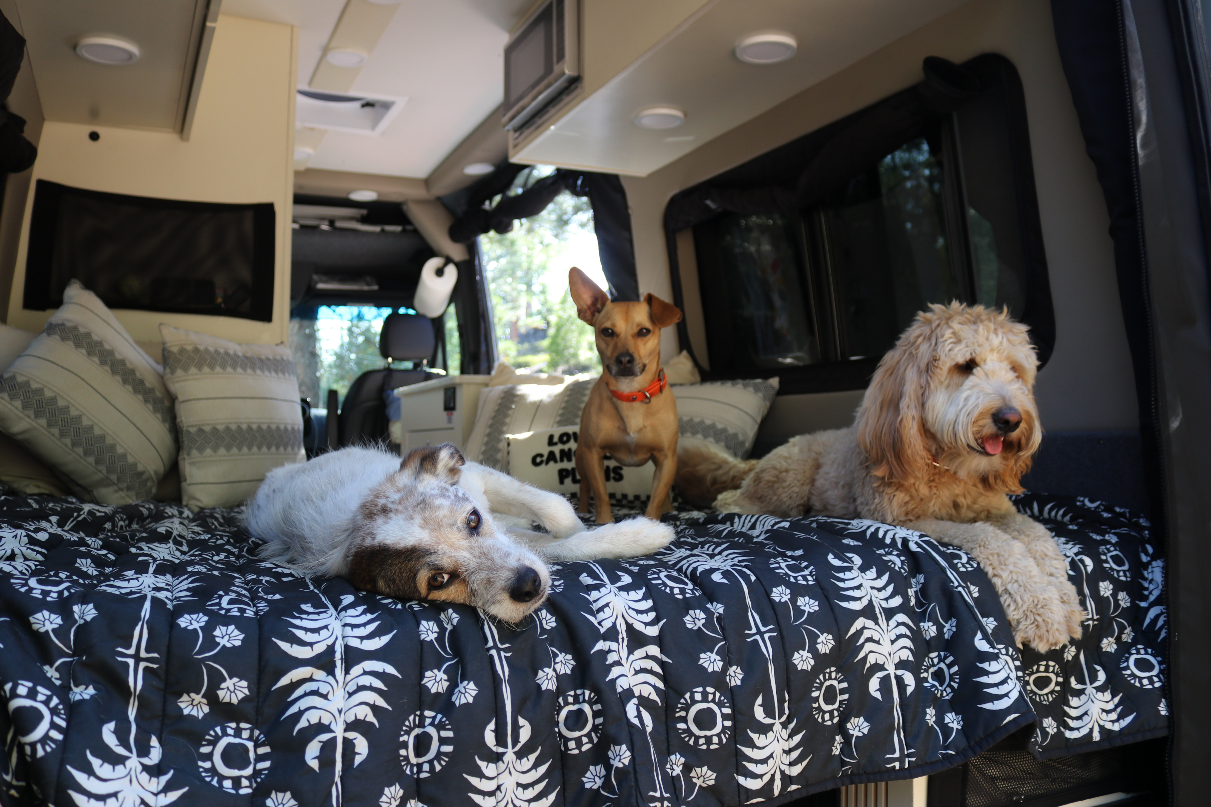 Three dogs, including a fluffy golden and a brown terrier mix, relaxing on a patterned bed inside a comfortable RV rental.. Cahaba Cahaba Class B 2022