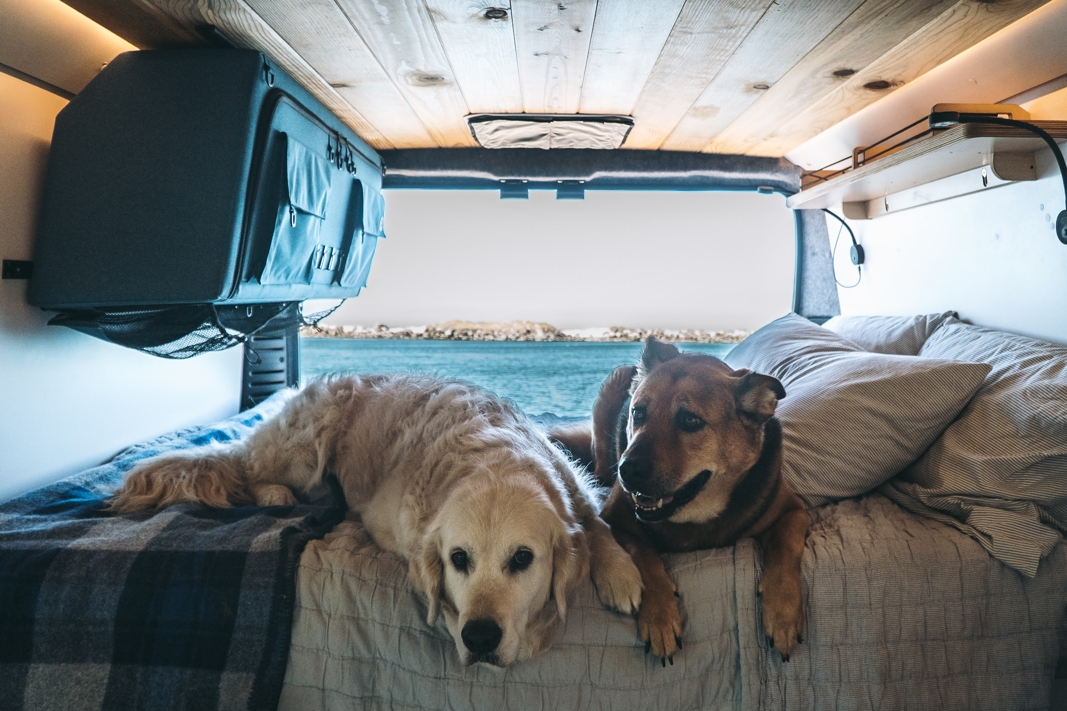 Two happy dogs relax in a cozy RV rental, enjoying a scenic view from the camper van bed. Perfect for pet-friendly travel.. Dave & Matt Vans Dave & Matt Vans Class B 2022