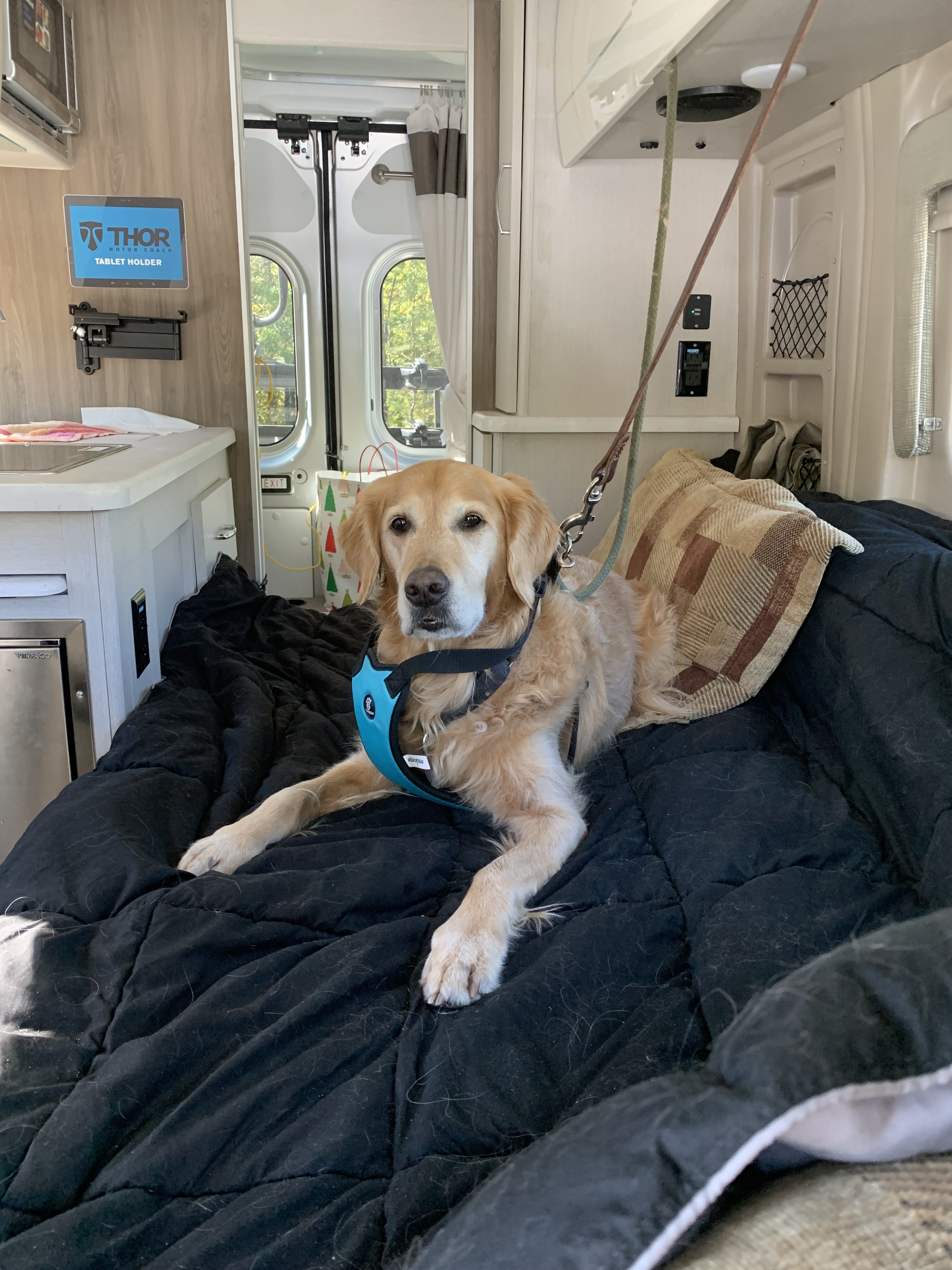 A golden retriever, wearing a blue harness, relaxes on a dark blanket inside a bright RV rental, perfect for pet travel.. Thor Rize 2022