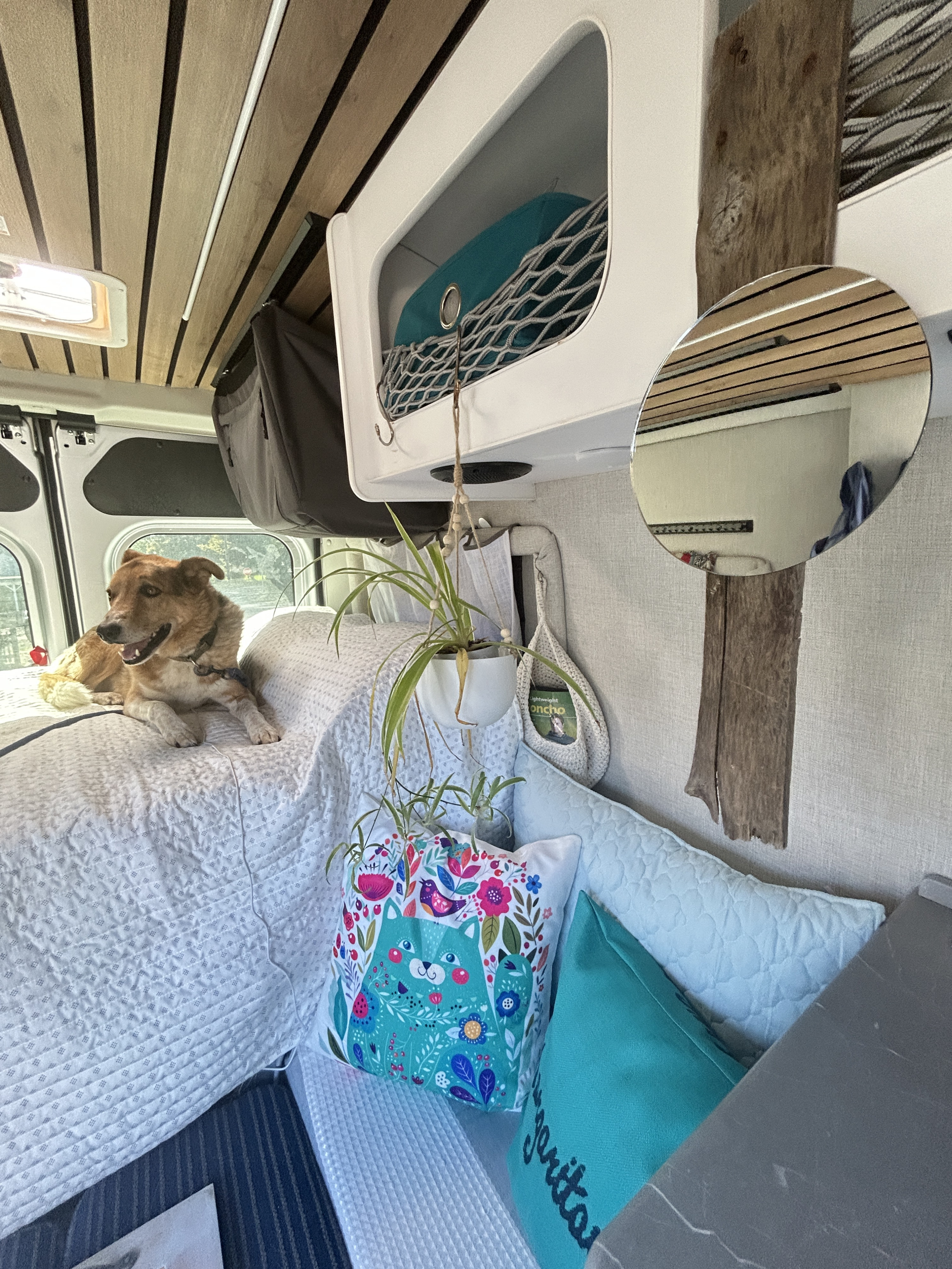Cozy rv rental interior featuring a happy dog on a bed, wooden ceilings, overhead storage, and a hanging plant for a pet-friendly adventure.. Thor Motor Coach Freedom Elite 2026