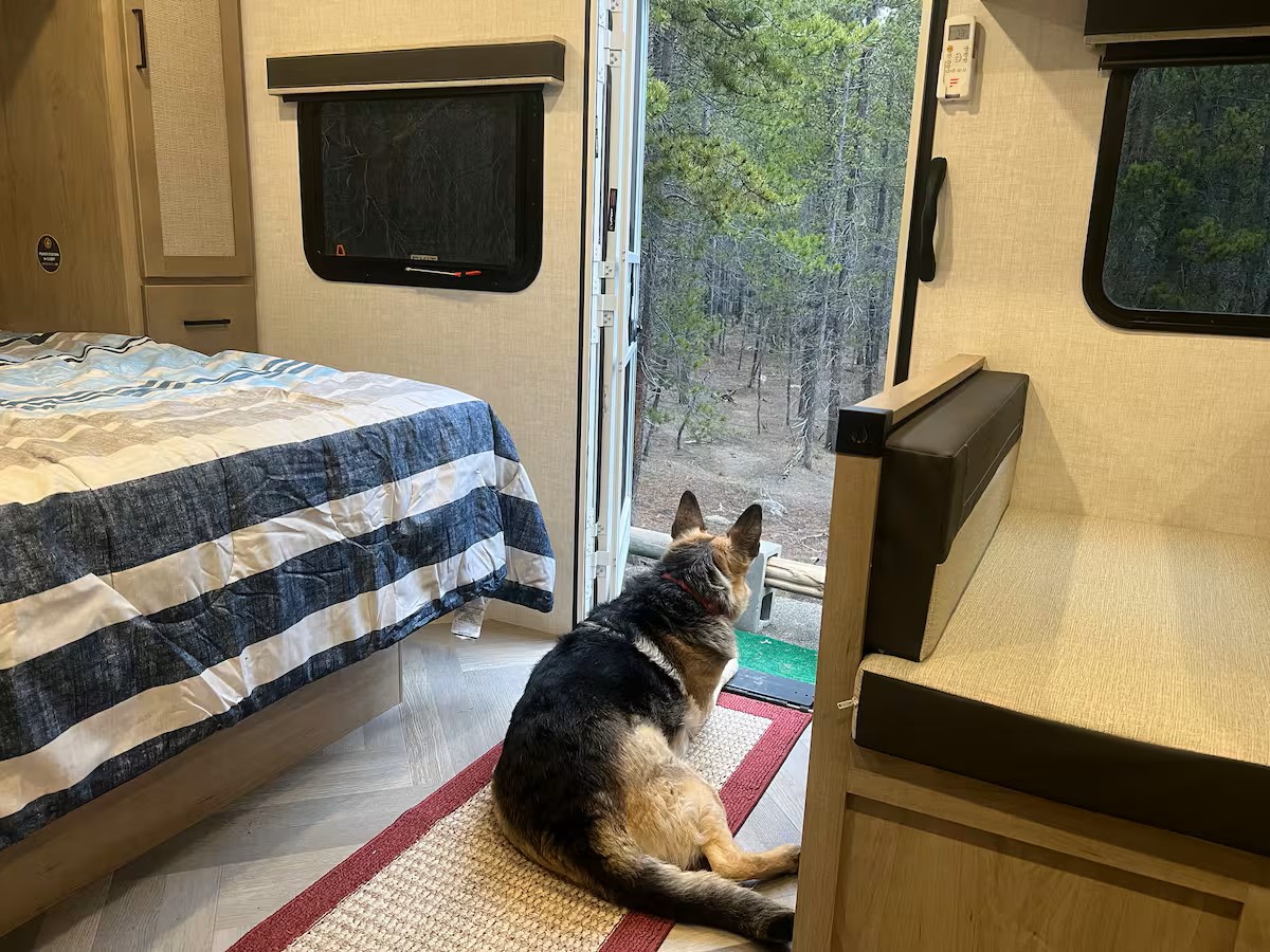 Cozy rv rental interior: German Shepherd watches forest from open door, with bed and dinette visible.. Ember E 2024