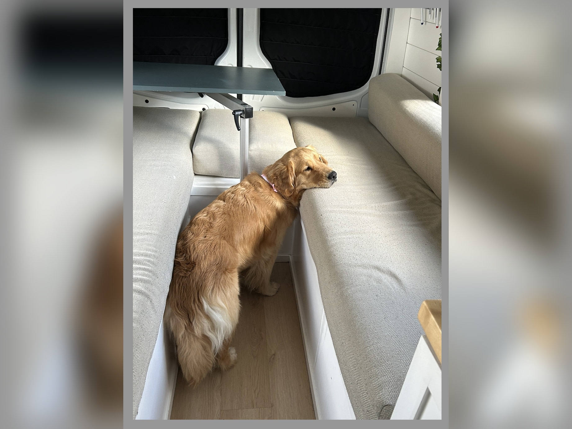 A golden retriever with its head resting on a cushion inside a pet-friendly RV rental, ready for adventure.. Mercedes Sprinter 2017