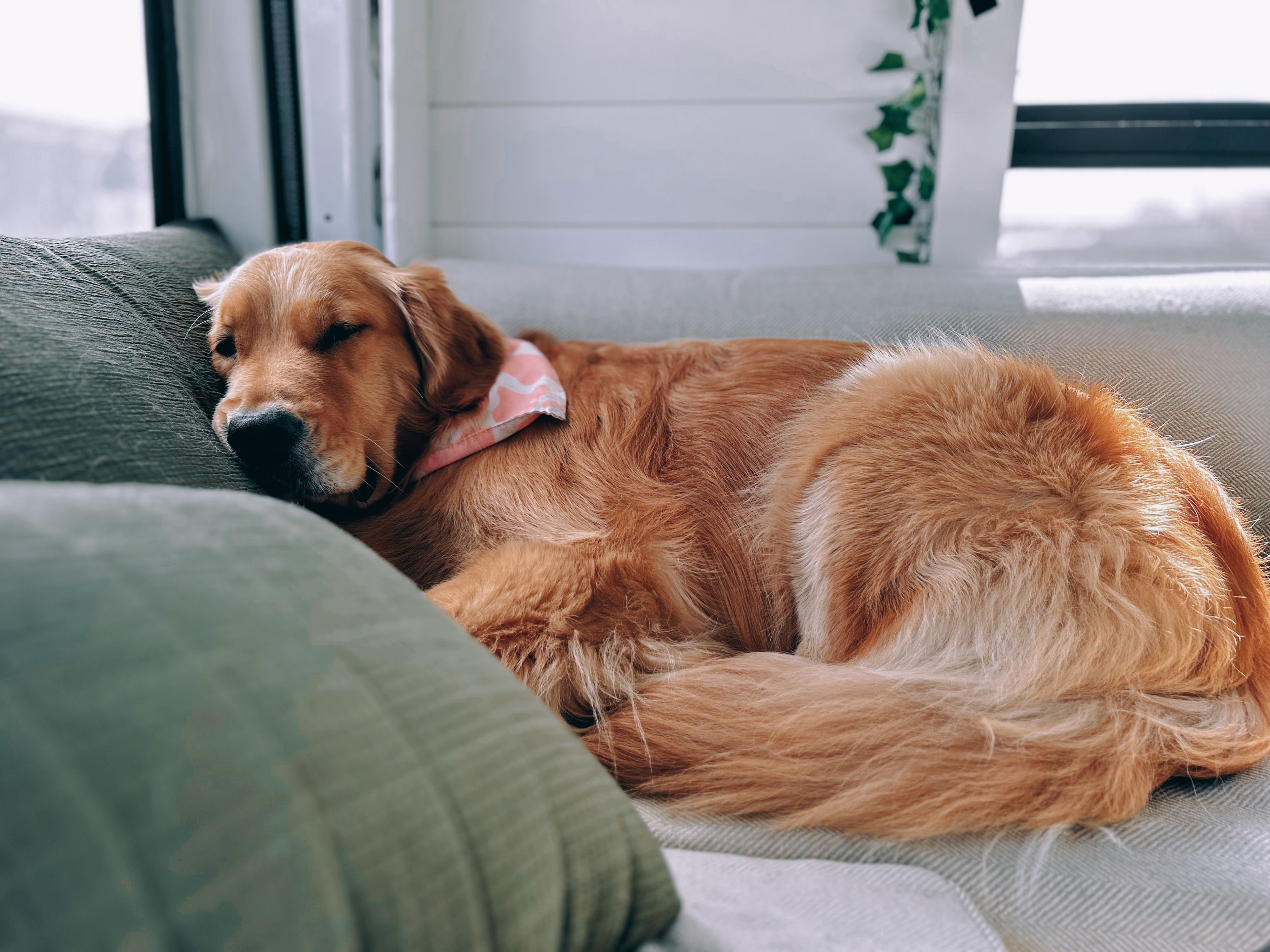 A golden retriever, wearing a pink bandana, naps cozily on an RV rental couch. Ideal pet for road trip adventures!. Mercedes Sprinter 2017