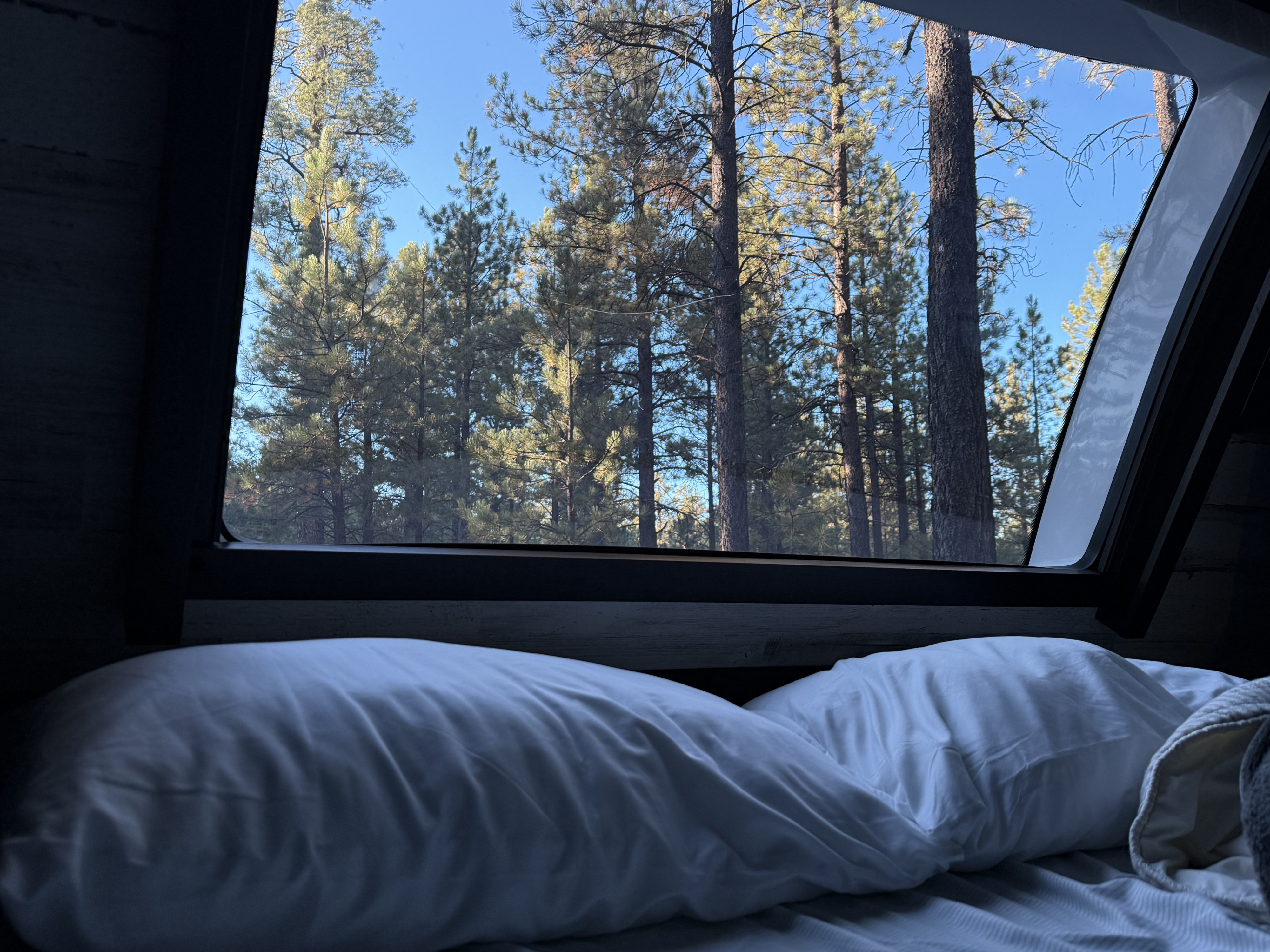 Serene view from an RV rental bed, looking out at a towering pine forest under a clear blue sky.. Jayco White Hawk 2021
