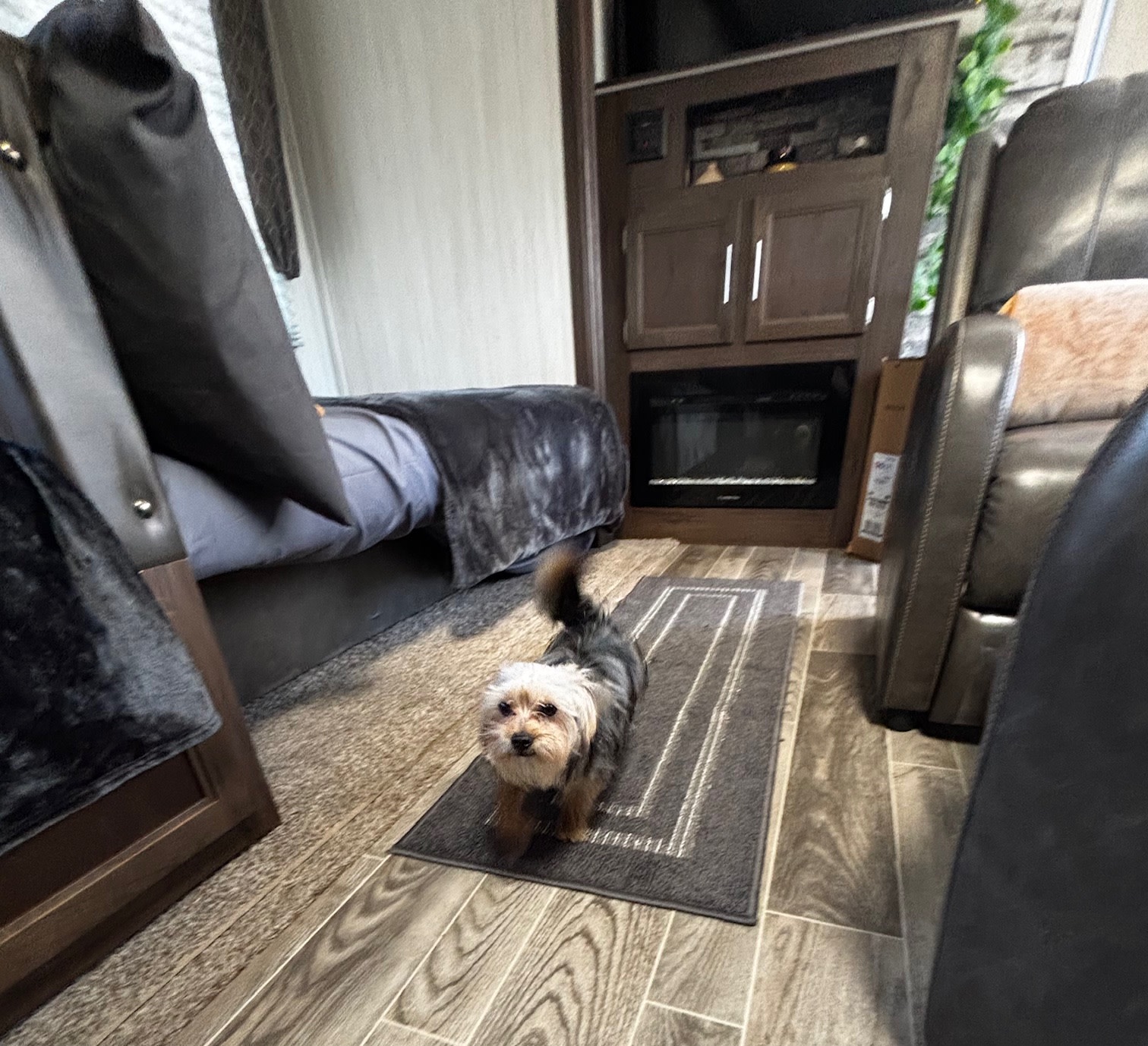 Pet-friendly RV rental: A cute dog explores the cozy interior with a bed, entertainment unit, and recliners.. Forest River Cherokee 2019
