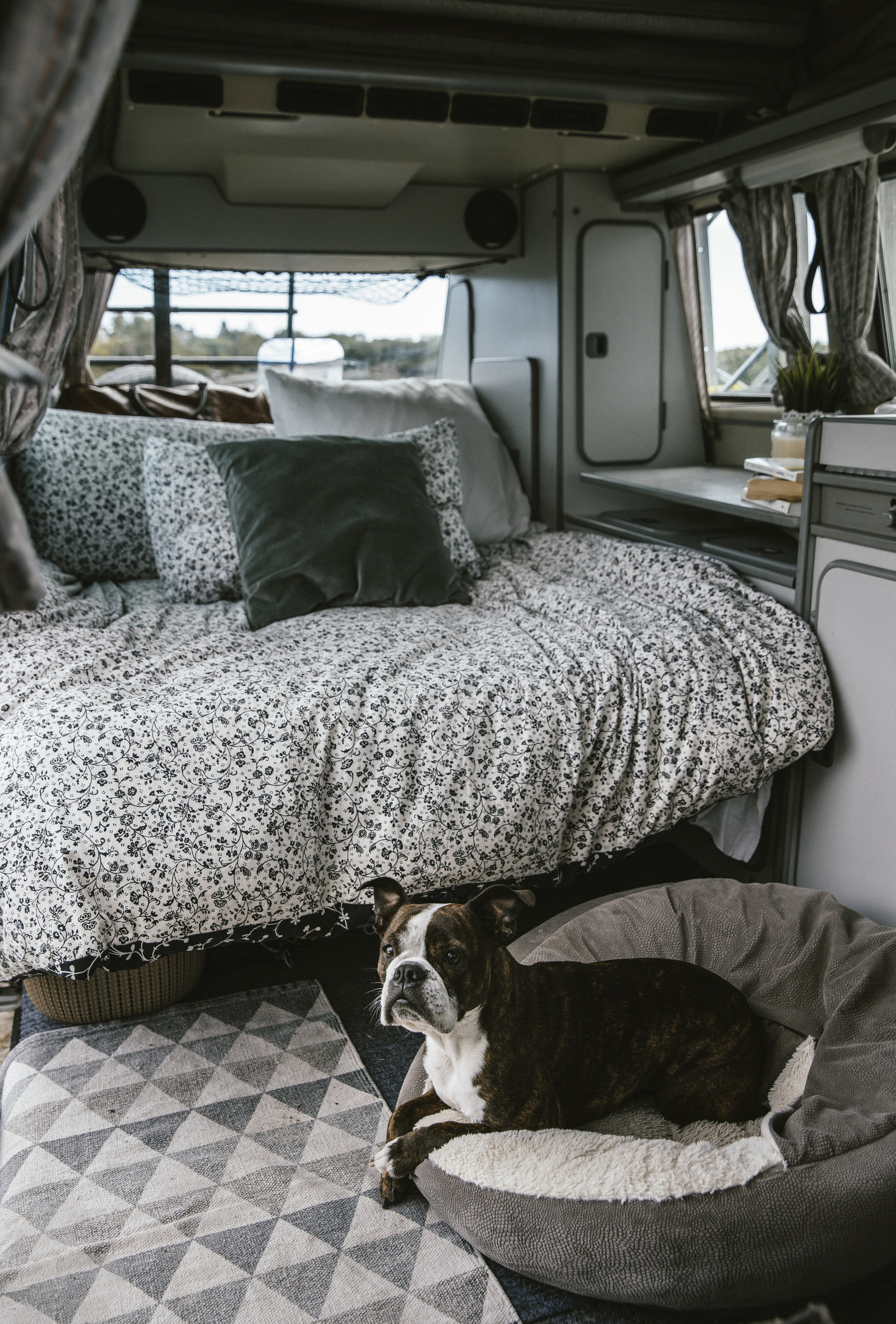 A brindle dog in its comfy bed inside a cozy RV rental bedroom, featuring a floral duvet and a geometric rug.. Westfalia T3 Westfalia 1987
