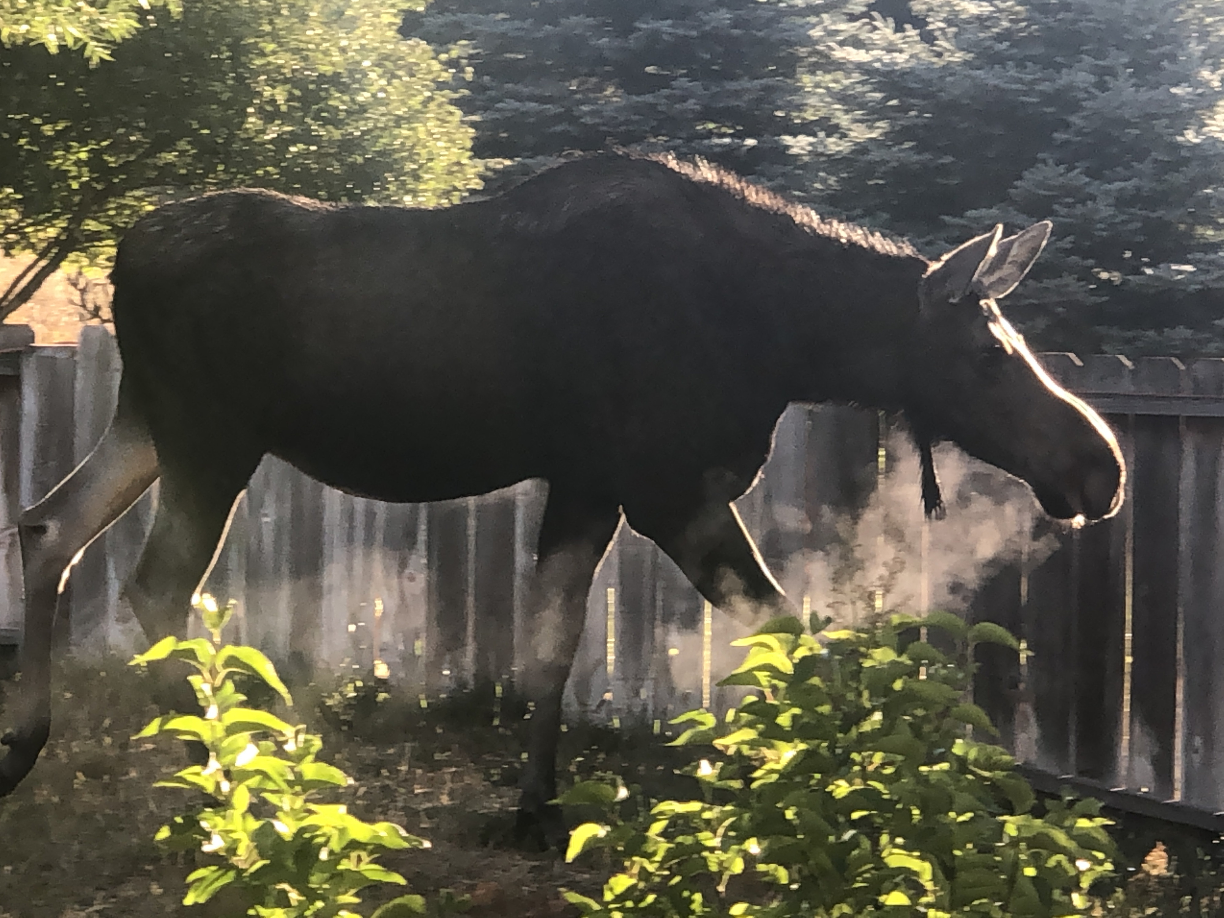 Owner Banner
