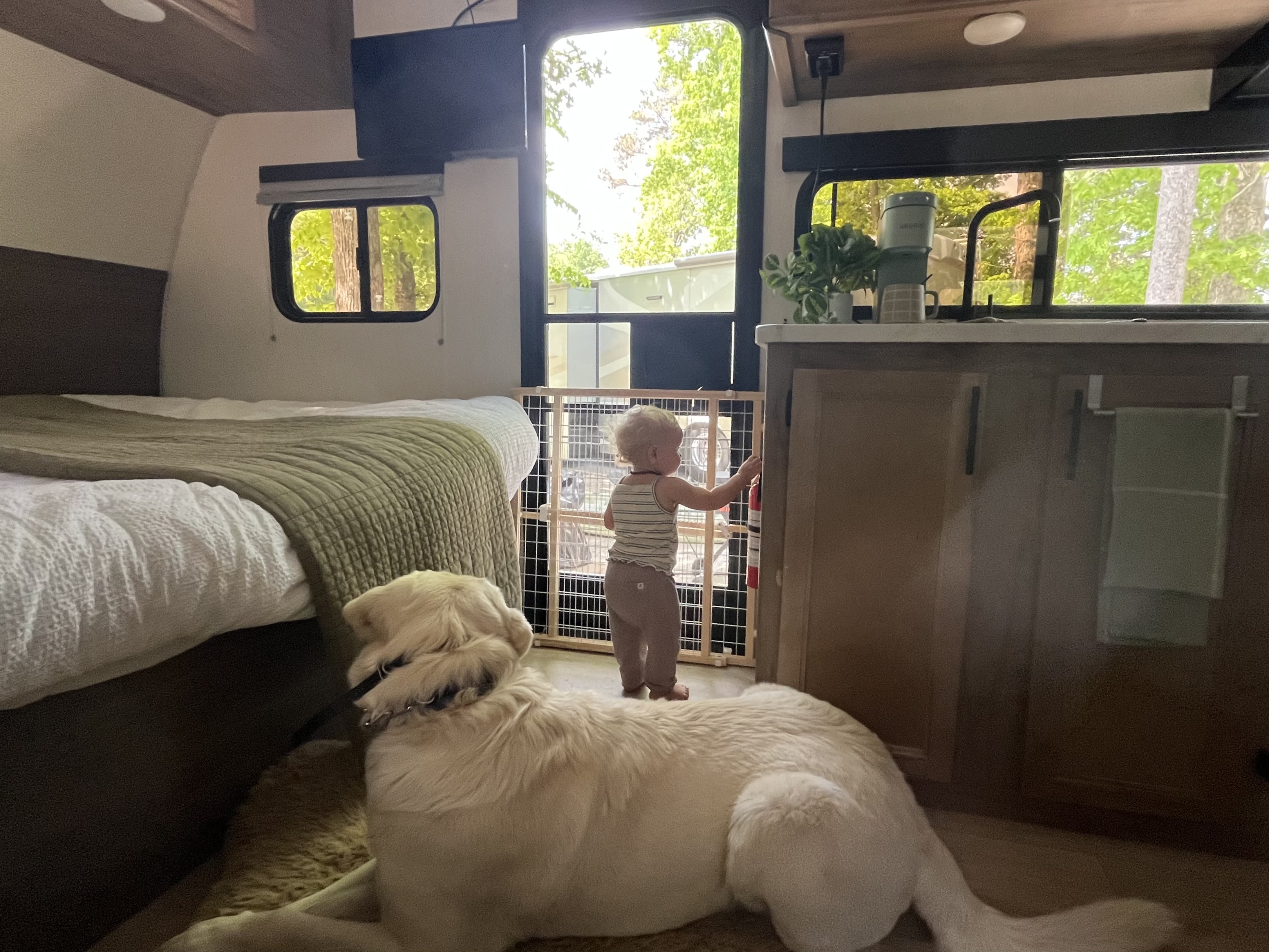Inside an RV rental, a golden retriever rests on the floor while a toddler stands at a safety gate. A bed and kitchen are visible.. Forest River Cherokee Wolf Pup 2025