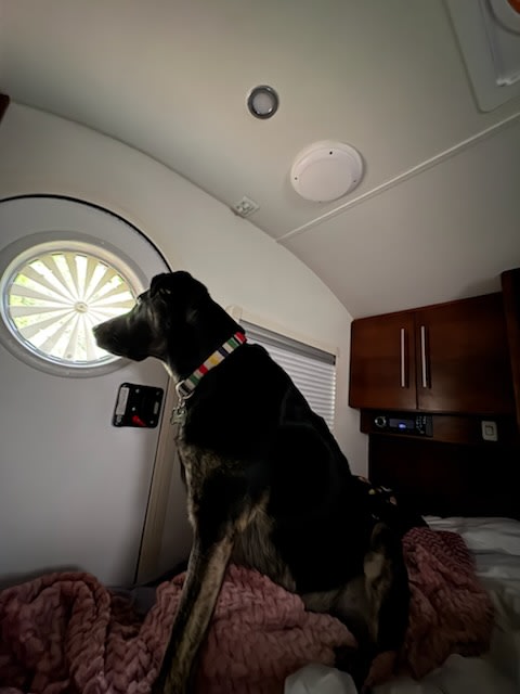 A dog with a colorful collar peeks out a round window from inside an RV rental, perched on a cozy pink blanket.. nuCamp T@G 2018
