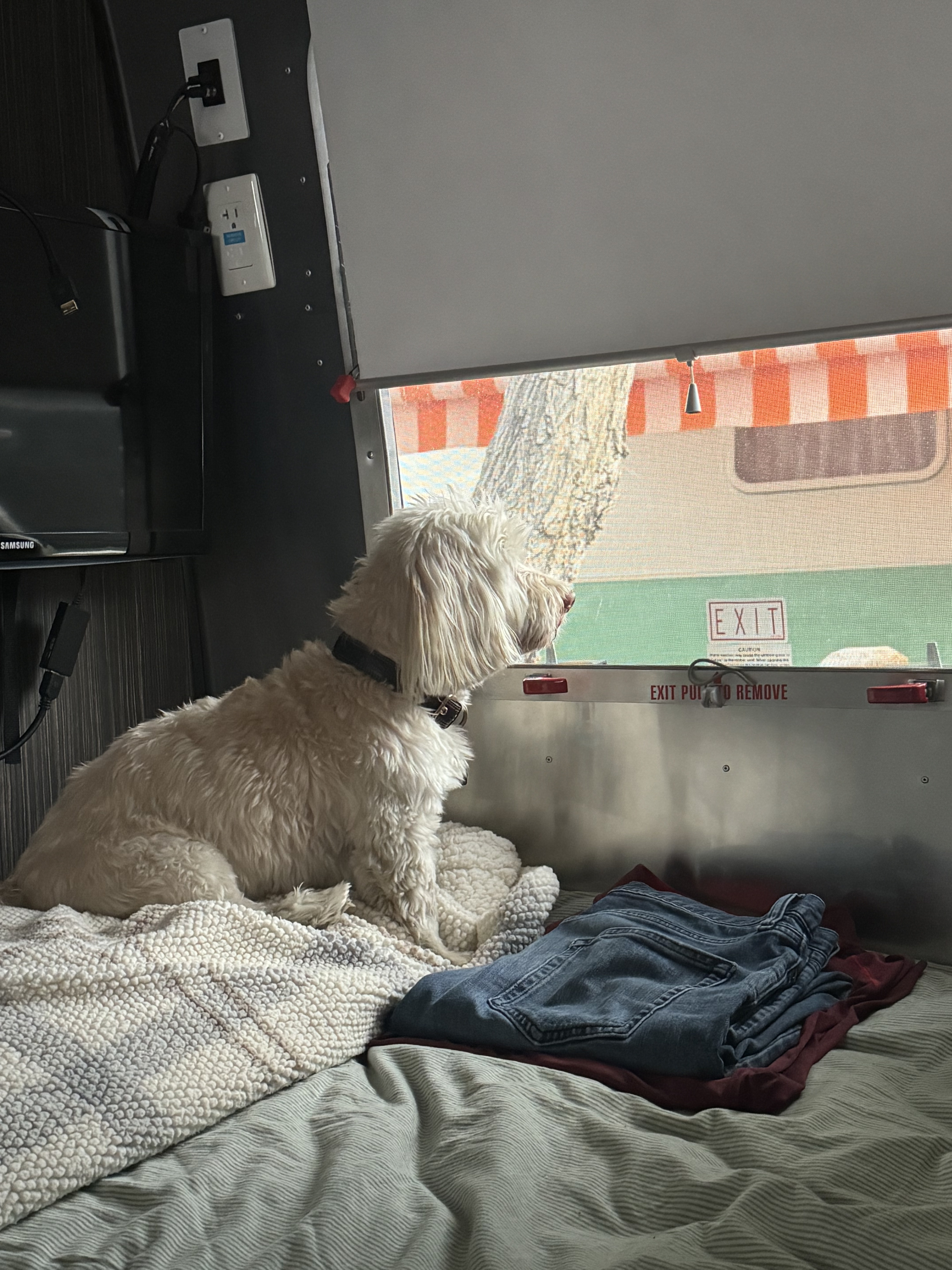 White fluffy dog on a soft bed inside an rv rental, looking out its window at another RV & a tree. A cozy travel view!. Airstream International 2018