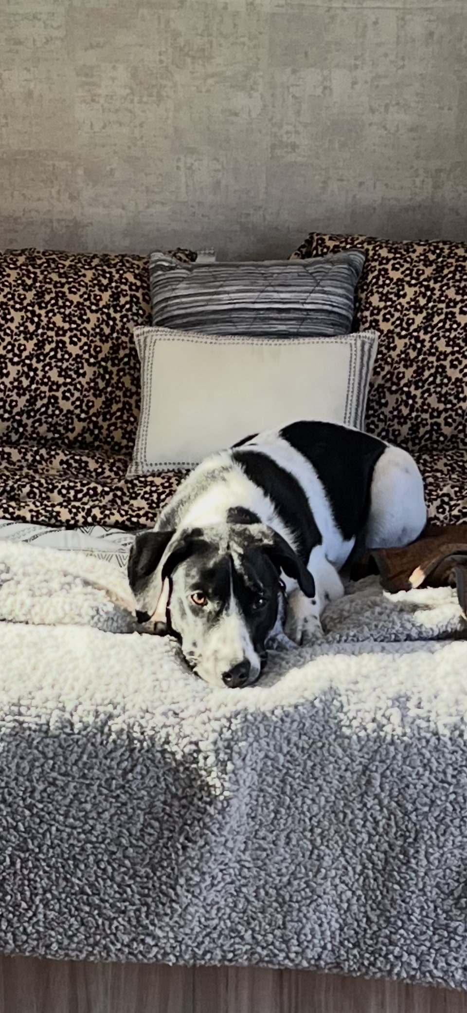 Relaxed black & white dog with amber eyes on a fluffy bed, perfect for your RV rental pet adventure.. Winnebago M Series 2025