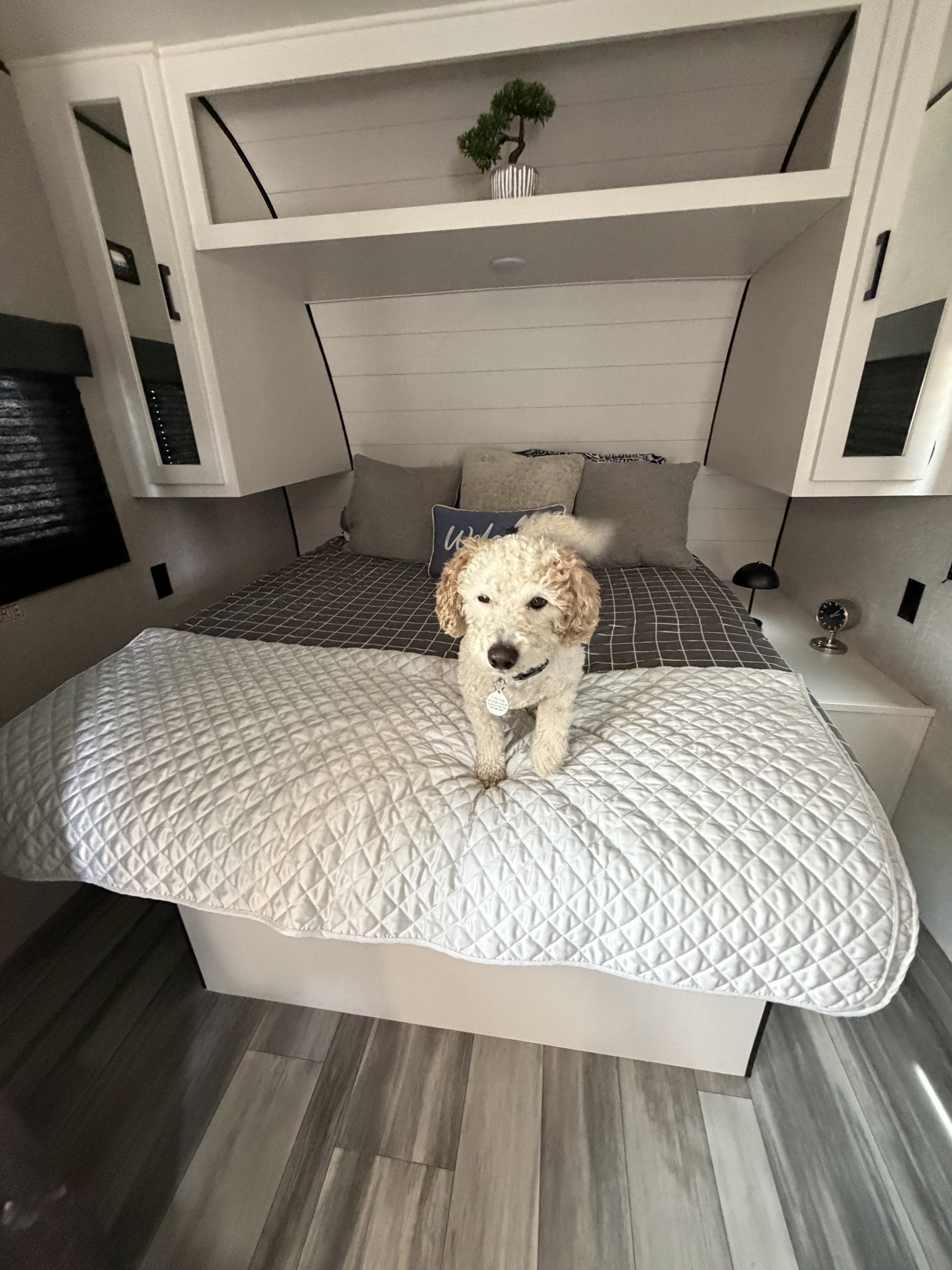 A cute dog stands on a quilted bed inside a cozy RV rental bedroom, featuring white shiplap and practical storage.. Jayco Go play 2024