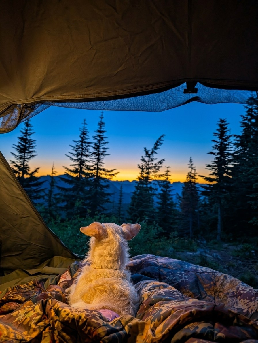 A fluffy dog gazes at a stunning forest sunset from a cozy tent. This peaceful scene highlights an amazing RV rental adventure.. Jeep Wrangler 2012