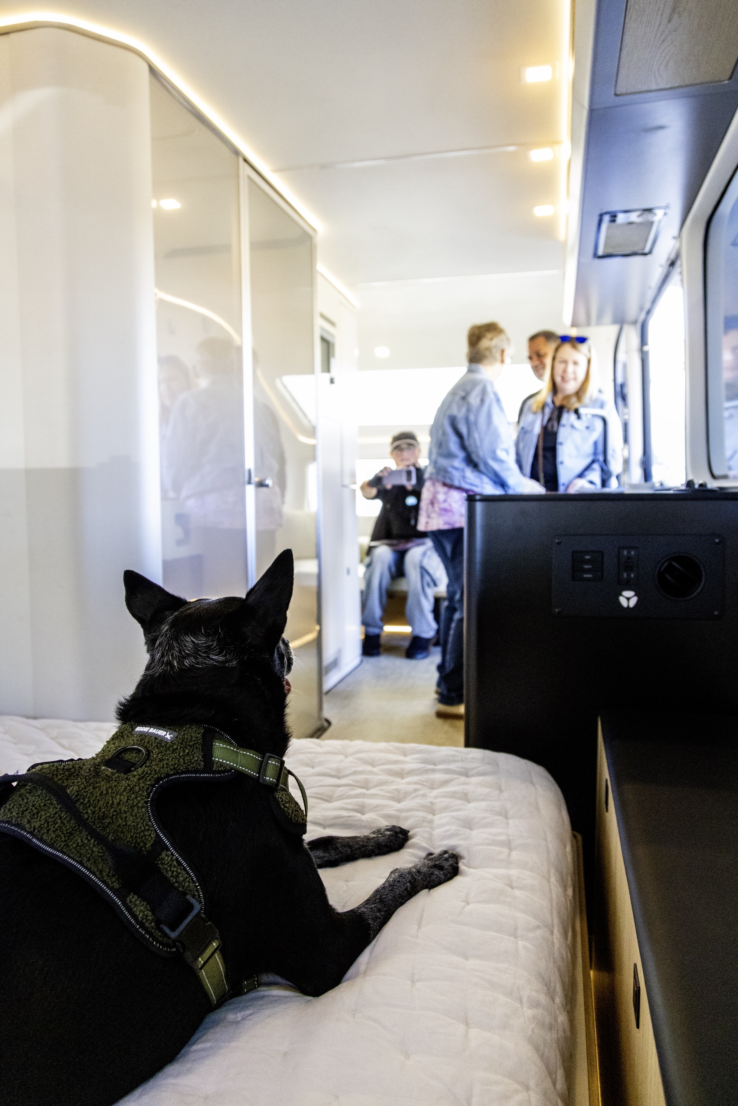 A black dog in a harness lies on a plush bed inside a spacious modern rv rental, looking at blurred people in the cabin.. Pebble Flow 2026