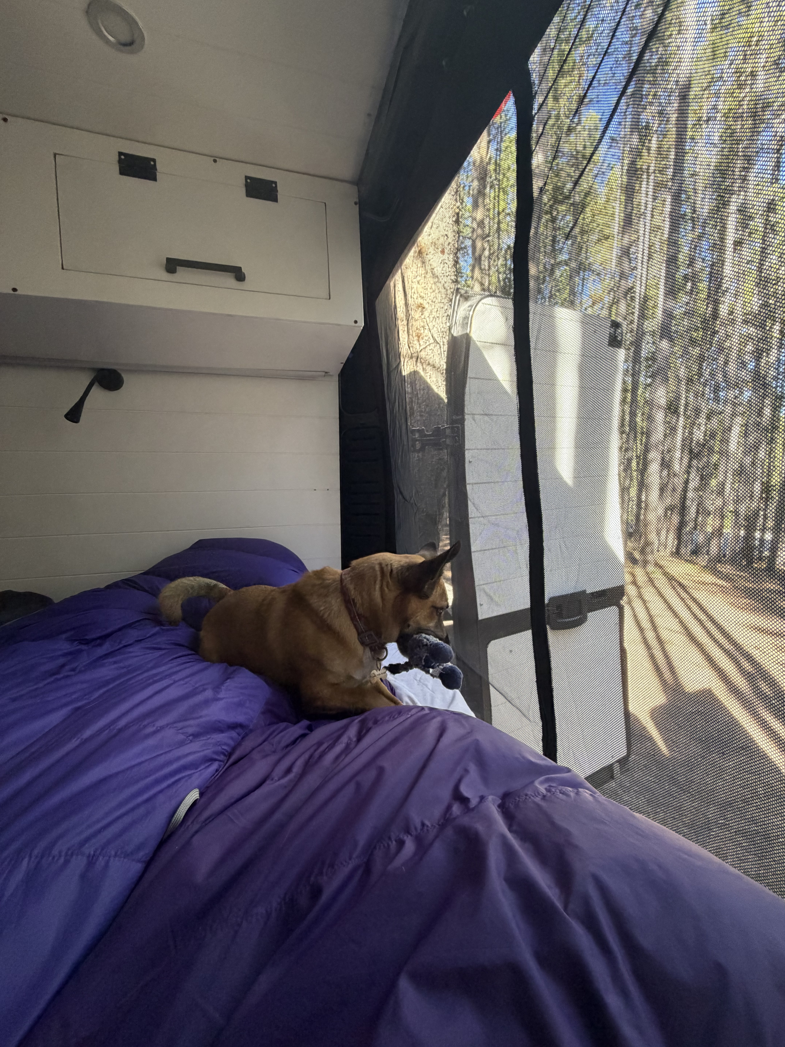 This RV rental offers a cozy setup! A cute dog rests on a purple bed, looking out at the sunlit forest through a mesh screen.. Dodge Ram 1500 2017
