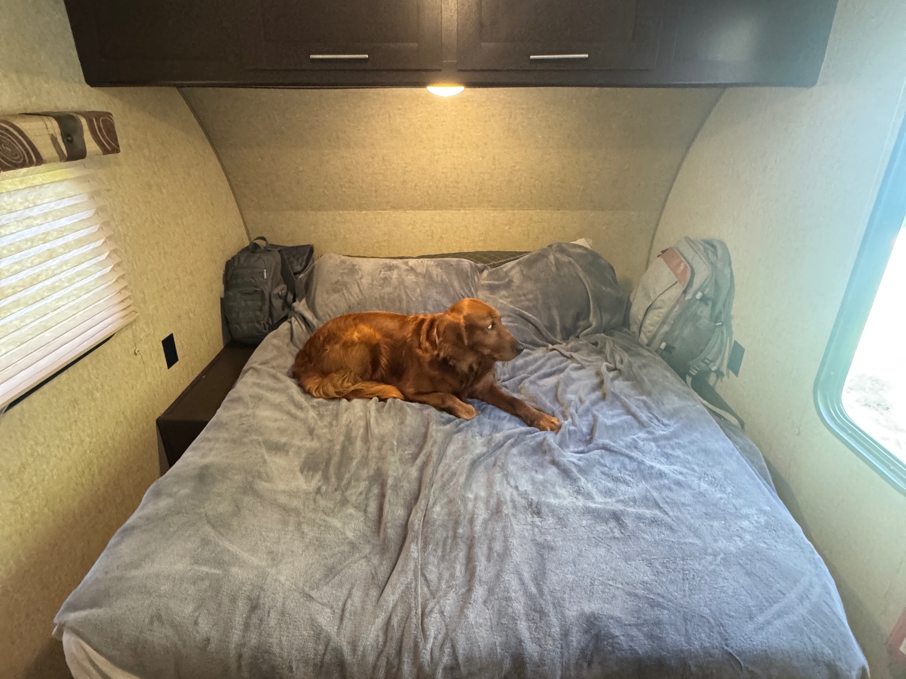 Reddish-brown dog relaxes on a cozy gray blanket in an RV rental bedroom with overhead cabinets and windows.. Forest River Cherokee Wolf Pup 2016