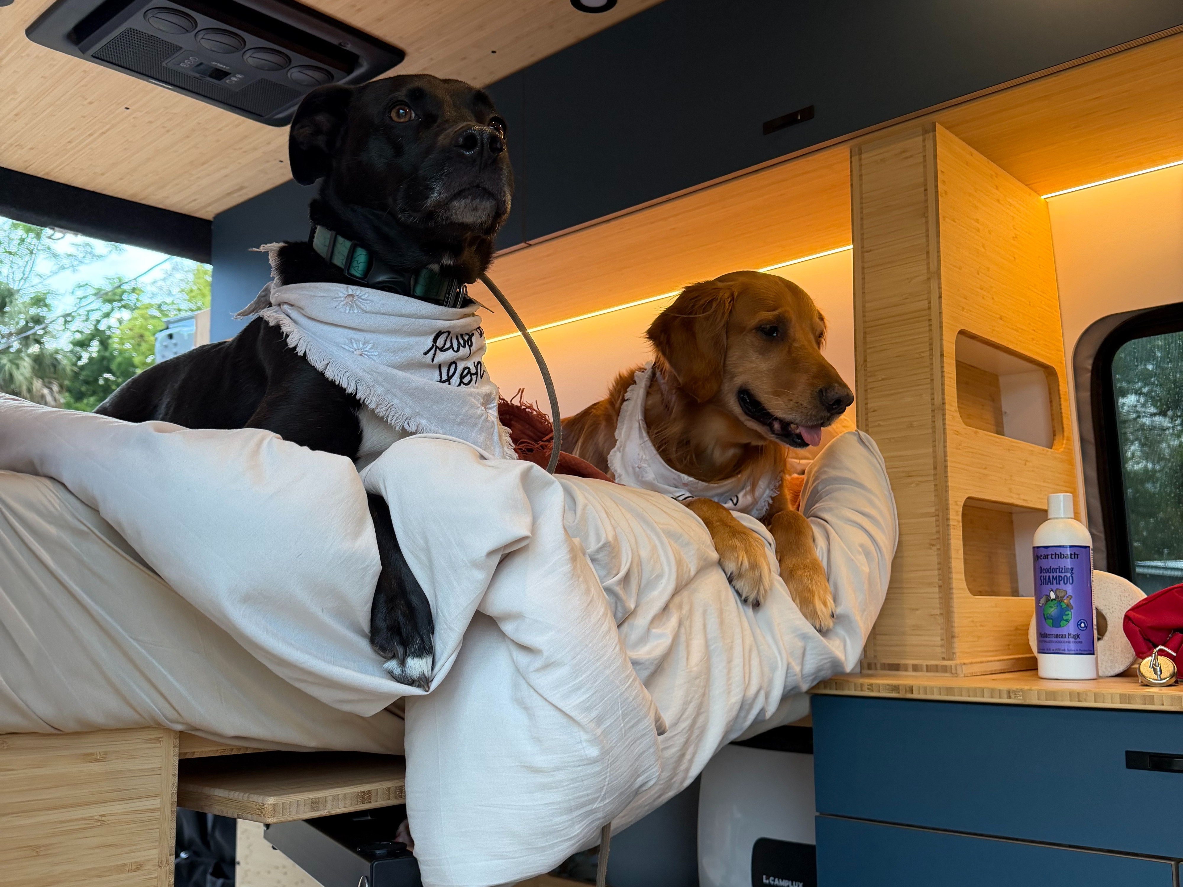 Two dogs (black and golden retriever) on a bed in a cozy RV rental, with dog shampoo nearby for their travels.. Mercedes-Benz Sprinter 2026