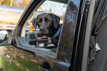 Dog in Van