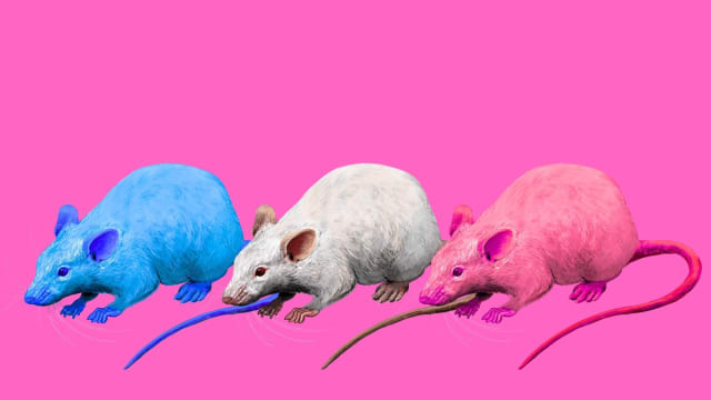 DIBNËYLÄMD presents: THE GRAND RELAUNCH aka CAM'S GENDER RELAUNCH aka FUND CAM'S TRANSITION PLS