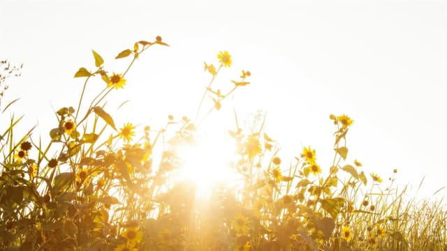 Reiki Healing - An Introduction