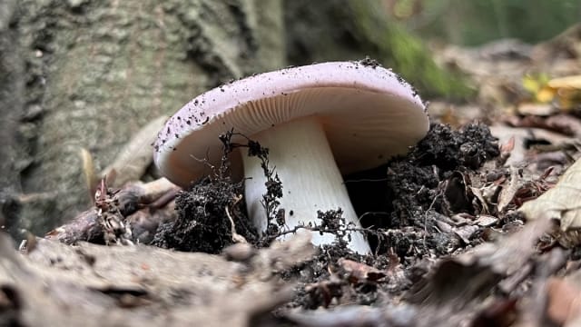 Guided Fungi Walk 🍄