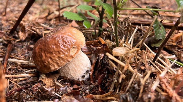 Guided Fungi Walk 🍄
