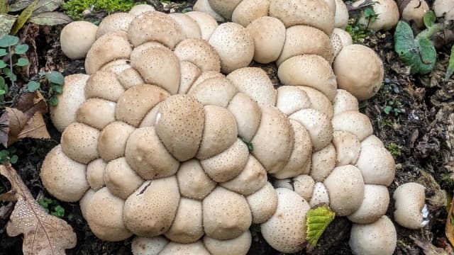 Mushroom Walk