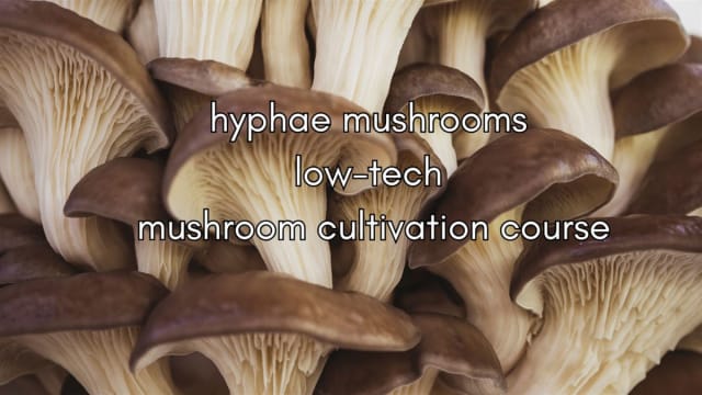 low+tech+mushroom+cultivation+workshop