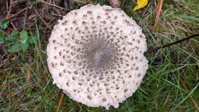 Mushroom Walk