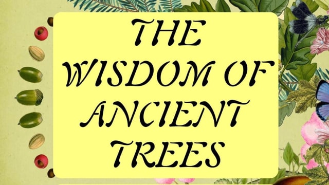 Queer+Nature+Club%3a+The+Wisdom+of+Ancient+Trees
