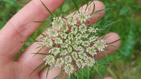 Spring Foraging Walk  tickets