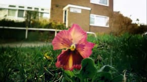 Shout x The Pansy Project: Tour & Plantings tickets