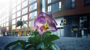 Shout x The Pansy Project: Panel Discussion tickets