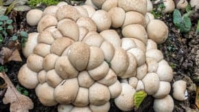 Mushroom Walk tickets