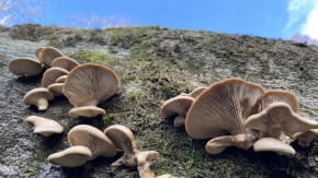 Guided Fungi Walk 🍄 w Fungal.Kin_ tickets