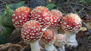 Mushroom Walk tickets