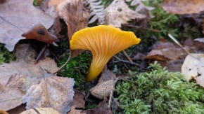 Mushroom Walk tickets