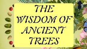 Queer Nature Club: The Wisdom of Ancient Trees tickets