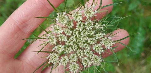 Spring Foraging Walk 