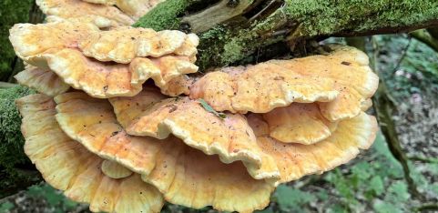 Guided Fungi Walk 🍄