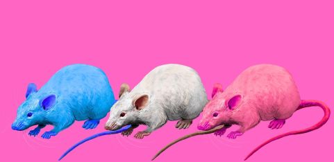 DIBNËYLÄMD presents: THE GRAND RELAUNCH aka CAM'S GENDER RELAUNCH aka FUND CAM'S TRANSITION PLS