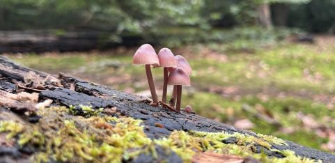 Guided Fungi Walk 🍄 w Fungal.Kin_