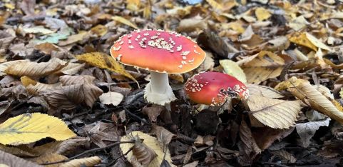 Guided Fungi Walk 🍄 w Fungkai and Fungal.Kin