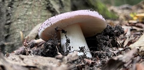 Guided Fungi Walk 🍄