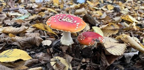 Lambourne End Gardens Fungi 🍄Walk